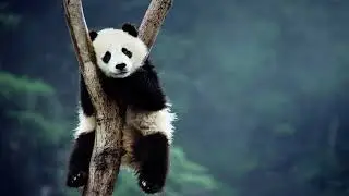 HD4k animal wallpaper