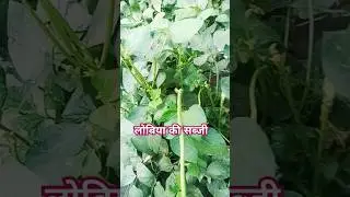 healthy vegetable#love#plant#song