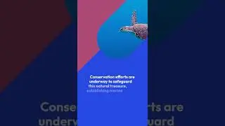 The Coral Triangle: Underwater Biodiversity Hotspot #biodiversity #coraltriangle #underwater #short