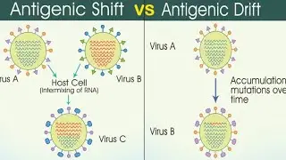 Antigenic shift and drift (H influenzae) #baltimore #virus #influenza #dnavirus #rnavirus #virus 