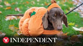 Hallo-weiners: Sausage dogs gather for spooky stroll in Hyde Park