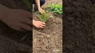Tips to transplant corn seedlings #smartfarming #organicfarming #gardeningtips gard