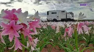Die W&uuml;ste bl&uuml;ht in Namibia