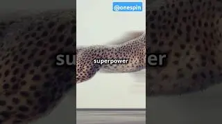 Feline Fury: The Cheetah's Incredible Speed🐆💨