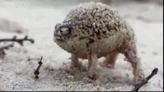 Angry frog meme #69