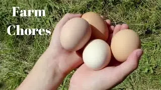 Morning Farm Chores