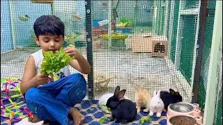 Feeding My Cute Rabbit | Lovely Bunny Moments