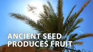 A Date Palm Tree Sprouted from Ancient Seed