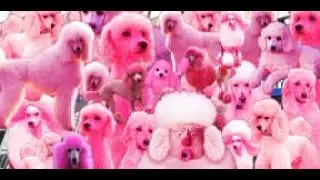 Pink Poodle Panic