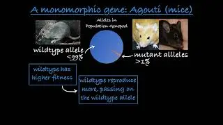 Monomorphic and Polymorphic Genes Explained