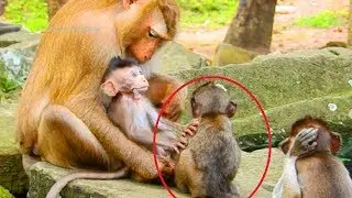 Ah! Lori Jealou Polly, Ashley Looking After Polly and Lori, All Two Very Adorable Baby Monkeys!