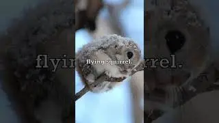 Japanese Dwarf Flying Squirrel 🐿