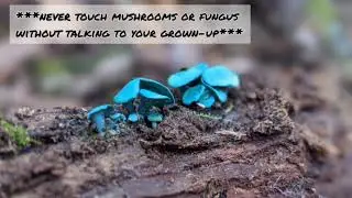 Nature Kidz find Green Elf Cup Fungus !!