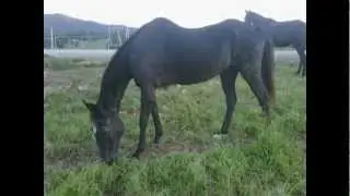 Shadow's Story