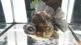 Demekin metallic midnight 13/14 cm cod. 5F #demekin #goldfish #acquarium #fish www.lamangrovia.com