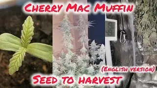 Вишневые маффины с макаронами 3.0 | От семени до урожая | Простое органическое домашнее выращиван...