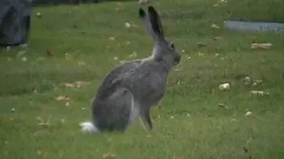 Whitetail Jackrabbit (Leporidae: Lepus townsendii)