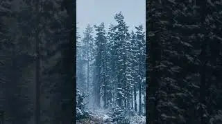 Snowy Winter Forest Ambience 🌨️ Falling Snow & Cold Wind Sounds