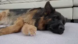 German Shepherd bonds with abandoned kitten in heartwarming video