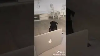 Pug parody fifth harmony work