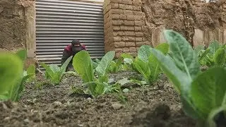 Bolivian farmers keep crops underground to protect them from extreme weather