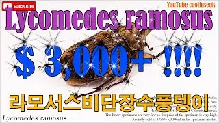 006 Lycomedes ramosus. $3,000+ RAMOSUS Velvet Rhino beetle. 라모서스비단장수풍뎅이. 초고급 고가 장수풍뎅이. 환율이,,,,,??