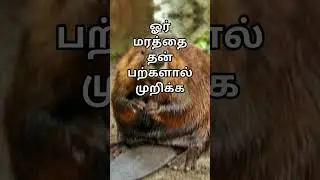 top5 நம்பமுடியாத பல உண்மைகள்/top5 unknown random facts/tamil intresting facts