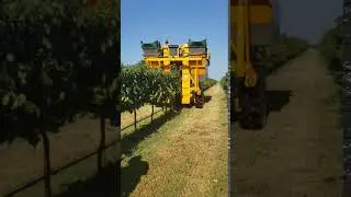 Sangiovese Harvest 2020