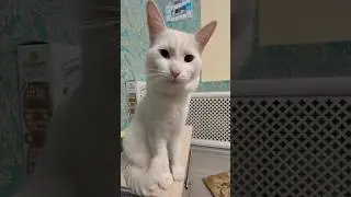 Скажи же Аякс #catlovers #catlifestyle #cutecat #shorts