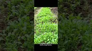 Harvesting Fresh Mountain Mustard in Two Different Locations #gardening #growyourownfood #vegetables