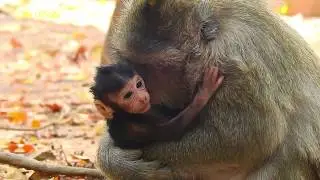 Big Bertha hugs newborn Bailee firmly | New baby Bailee gets full milk break