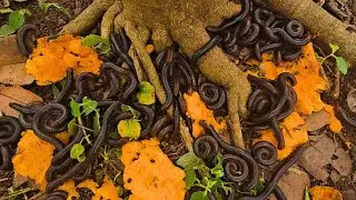 Hundreds of Millipedes Swarming Fruit in the Forest
