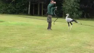 Secretary bird killing a snake