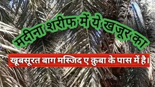 ये खूबसूरत बाग मस्जिद ए क़ुबा के पास में है।