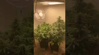 First grow, 2 sour diesel autos and 2 super silver haze autos, on day 46