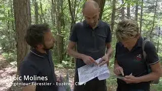 Les pins en Cévennes, ennemis ou alliés ?