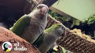 Loro soltero hace un nuevo amigo | El Dodo