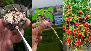 Smart way to grow tomato plant at home || Easy & best method for garden