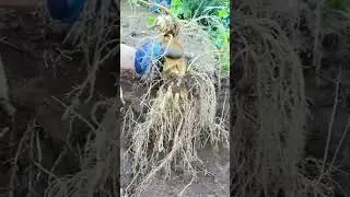 Skill tingkat dewa mencabut akar tanaman menggunakan tangan kosong #shorts