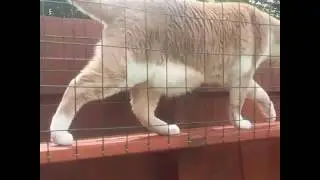 CATIO CATWALK HIJINKS