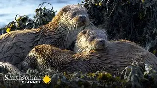 These Twin Otter Pups are Learning How to Adult 🦦 Stormborn | Smithsonian Channel