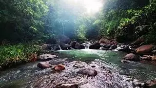 Soothing River & Bird Chirps ASMR - Natural Ambience for Sleeping, Study, and Calm Focus
