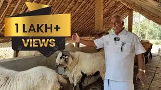 YUVRAJ NAIDU SHEEP FARM (NELLORE JUDIPI BIGGEST SHEEPS FARM)