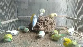 Birds and Light Creating a Calm Atmosphere