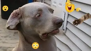 These Dogs Are Out of Control 🥴🐶 Funniest Dog Moments 2026 #23