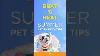 Summer Pet Safety Tips ☀️