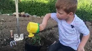 Planting a Strawberry Plant