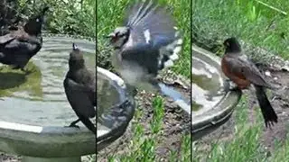 Bird Bath on a Hot Summer Day - July 20, 2013