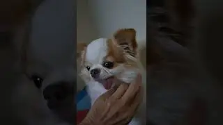 King Louie #youtubeshorts #chihuahua #shorts