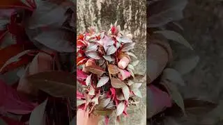 Fresh cuts of Ludwigia peruensis🍂#aquaticplants #aquascape #aquarium